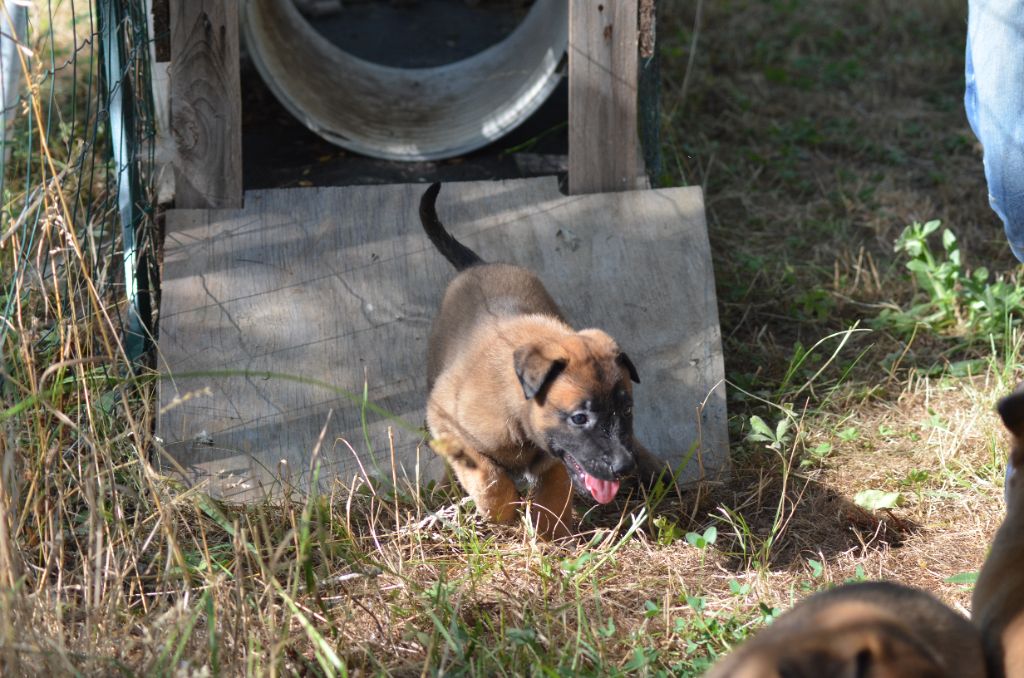 des Combattants d'Anubis - Chiots disponibles - Berger Belge